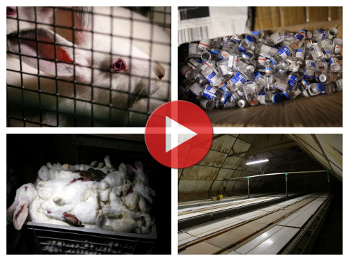 Des lapins blessés et malades élevés pour la viande | Éthique et animaux