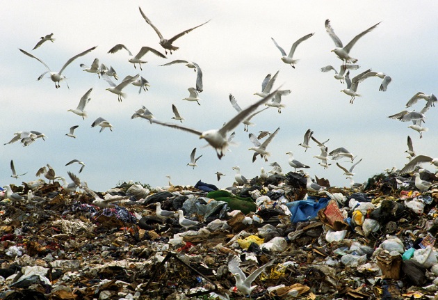 Entro il 2050 il 99% degli uccelli marini avrà ingoiato un po' di plastica - Focus.it