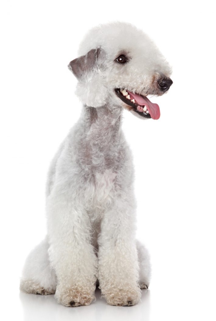 Bedlington Terrier : caractère, éducation, santé, entretien