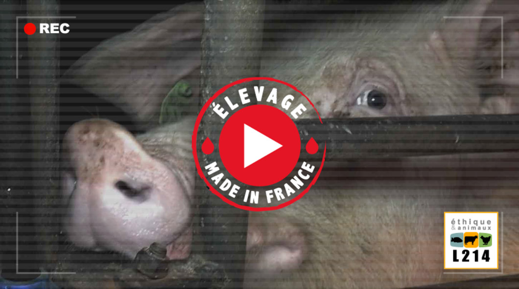 Nouvelle enquête de L214 : sordide élevage de cochons dans le Finistère  | Éthique et animaux