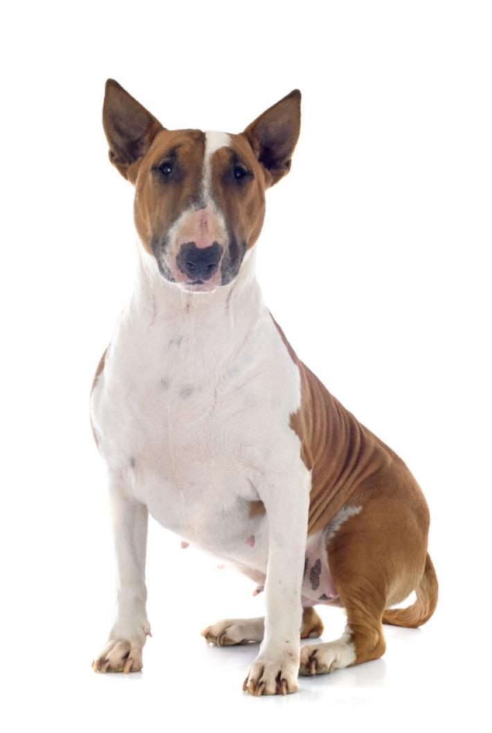 Bull Terrier : caractère, éducation, santé, entretien