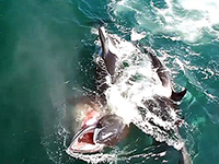 Le orche sbranano una balenottora - National Geographic