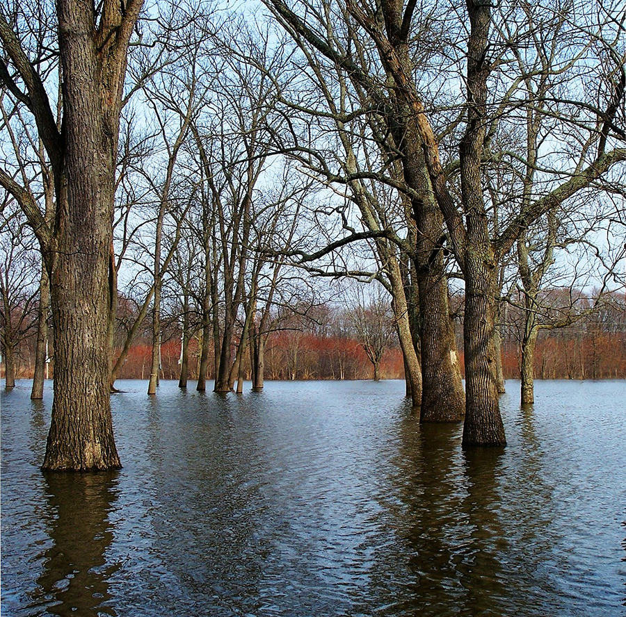 Systematic review to examine evidence on how trees influence flooding | Centre for Ecology & Hydrology