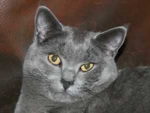 Chartreux - Descriptif de la race de chat Chartreux