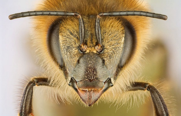 La moria delle api forse è causata da un virus - Focus.it