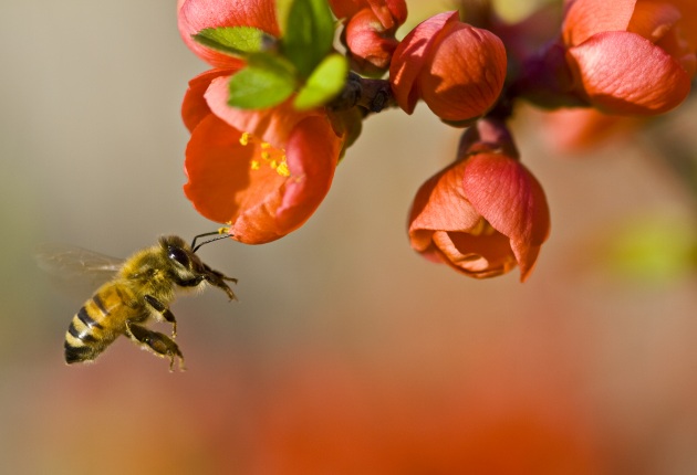 Le api sono contaminate da pesticidi che non arrivano solo dall'agricoltura - Focus.it