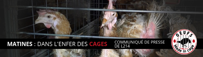 Abattage des 200 000 poules du Perrat : des associations demandent l'organisation d'un sauvetage | Éthique et animaux
