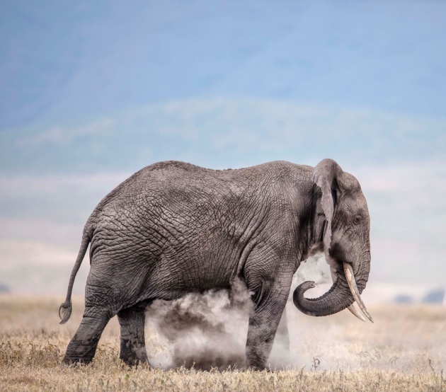 USA, cade il divieto di riportare in patria i trofei della caccia all'elefante - Focus.it