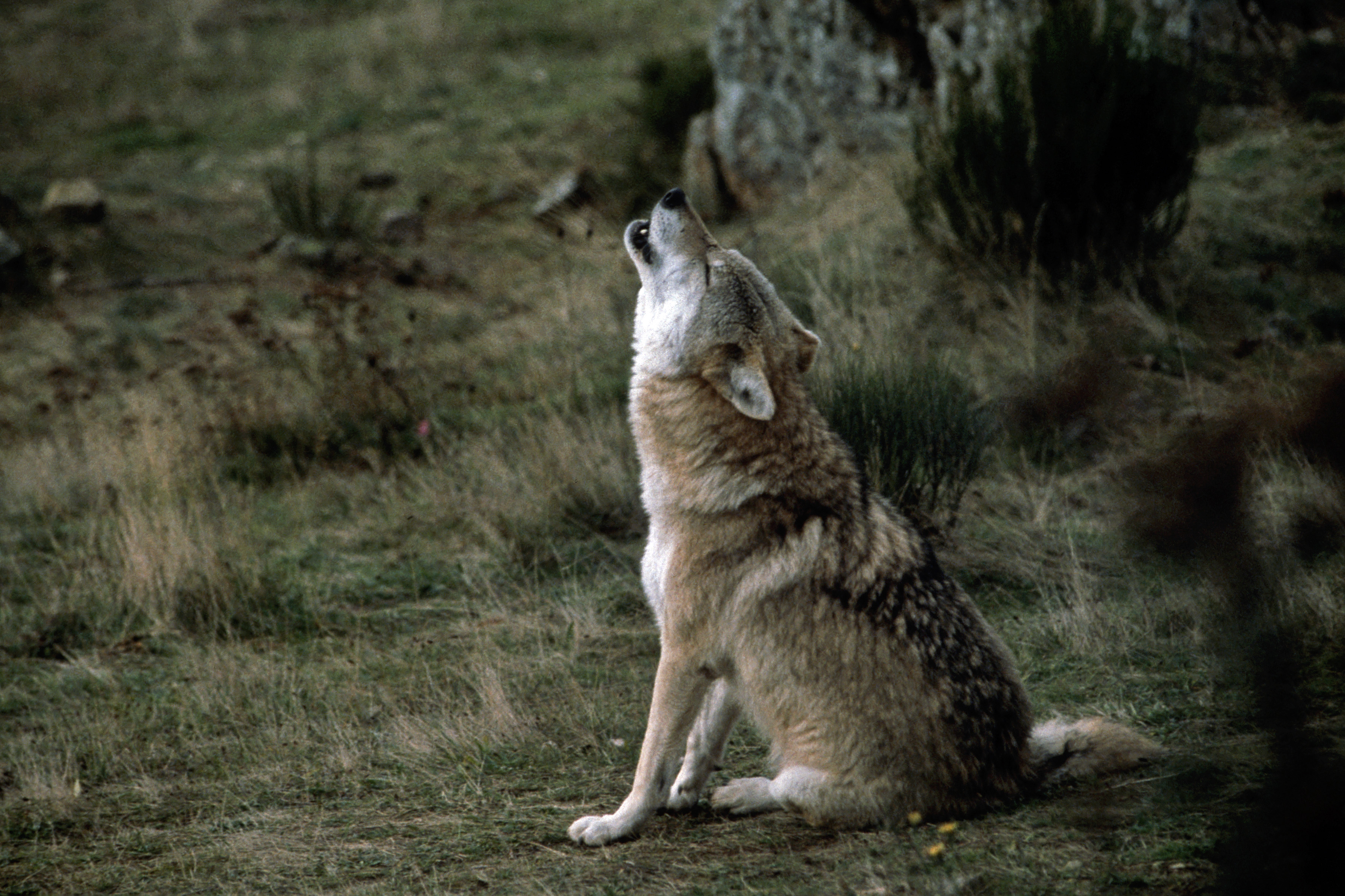 La France tue de plus en plus de loups au lieu d'organiser la cohabitation | France Nature Environnement