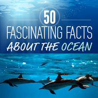 The Ocean in 50 Fascinating Facts | Ecology Global Network