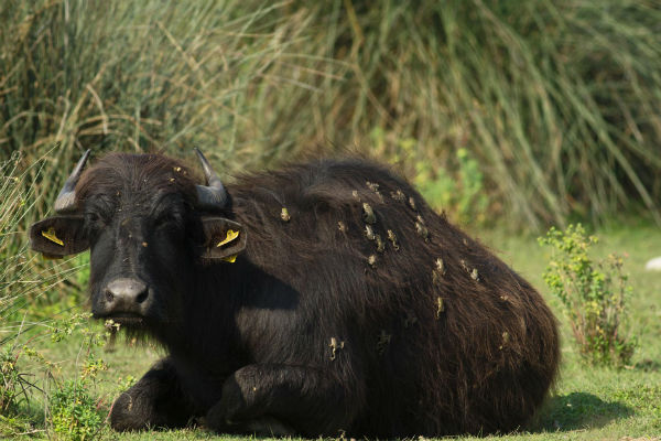 Rane autostoppiste sulla schiena dei bufali - National Geographic