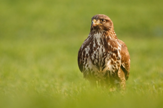 Massacro nei cieli: tra caccia e bracconaggio molti uccelli europei potrebbero scomparire - Focus.it