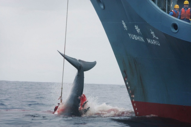 Il Giappone riprende la caccia alle balene