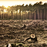 Norway Becomes the First Country to Ban Deforestation | Ecology Global Network