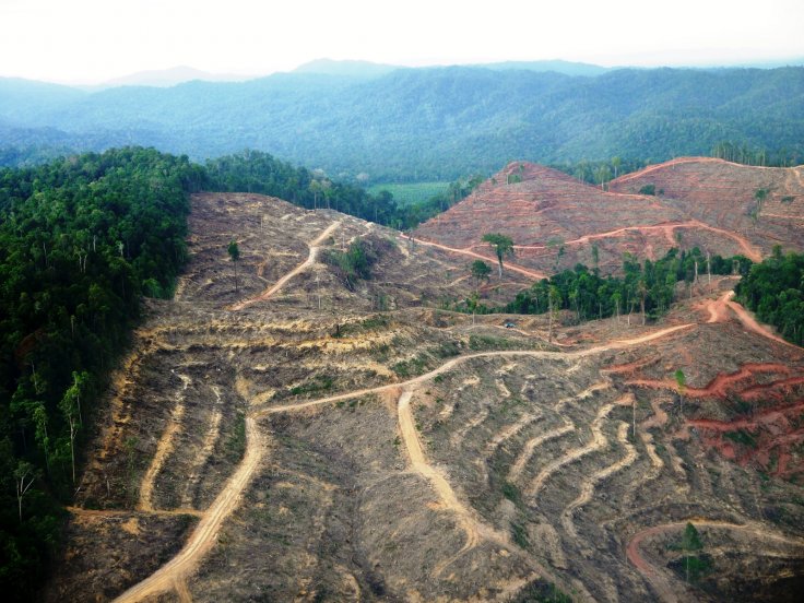 L’impatto della deforestazione sui cambiamenti climatici è il doppio di quel che si credeva - Greenreport: economia ecologica e sviluppo sostenibile