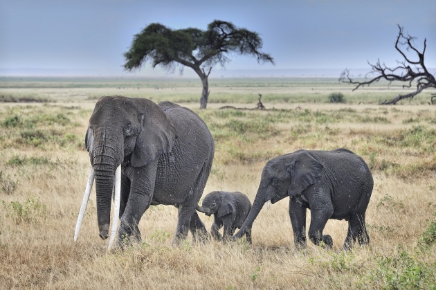 Il mondo senza l'uomo: un grande Serengeti - Focus.it