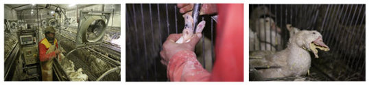 Le foie gras du Sud Ouest épinglé par l'association L214 | Éthique et animaux