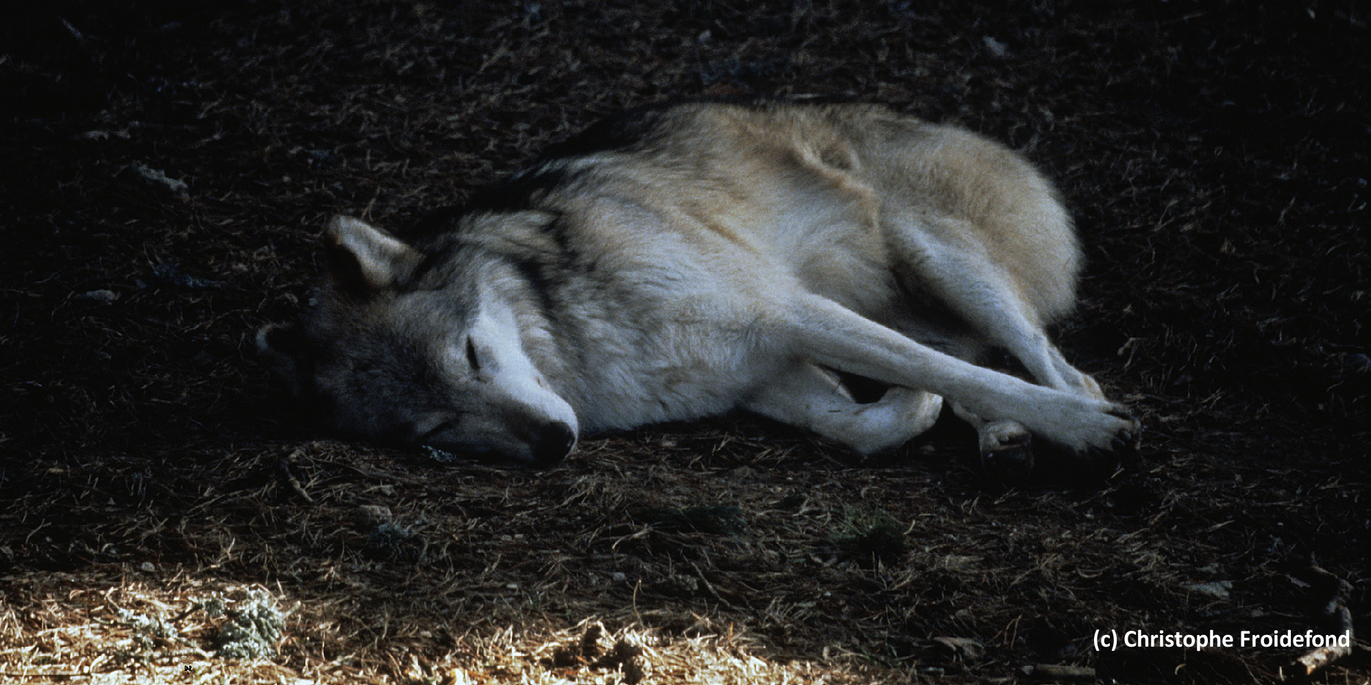 Premier loup tué dans le cadre du nouvel arrêté | France Nature Environnement