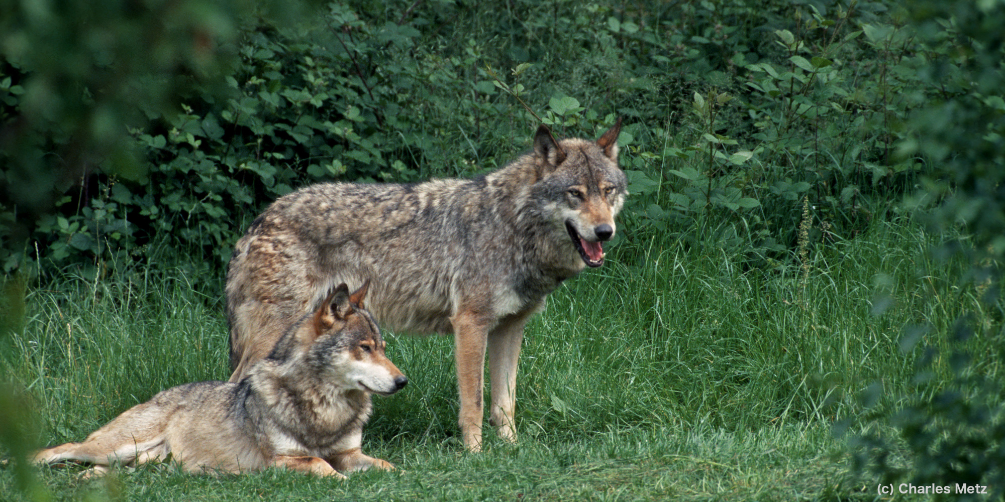 Autorisation de destruction de deux loups supplémentaires | France Nature Environnement