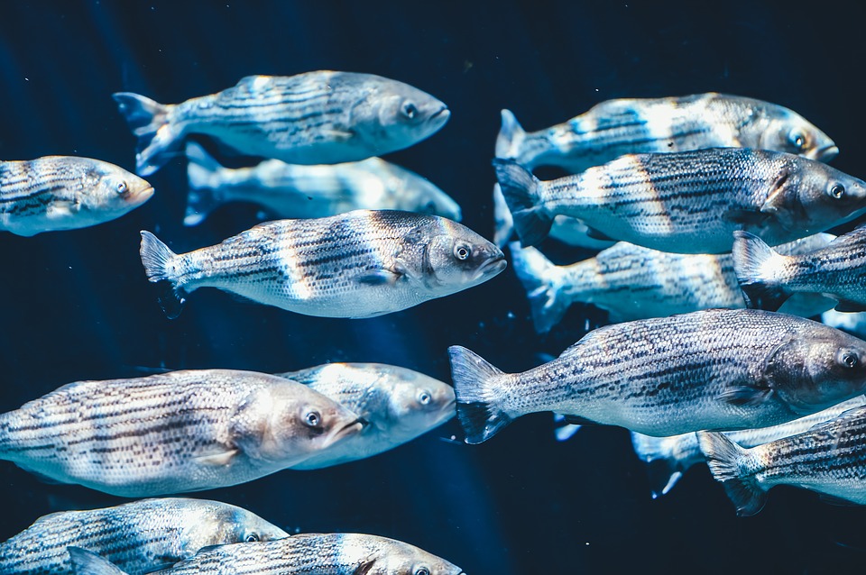 Arrêter le déclin de l’aquaculture française grâce à un modèle plus durable et plus transparent | France Nature Environnement