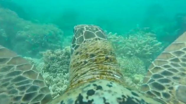 La Grande Barriera Corallina a dorso di tartaruga - Focus.it