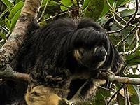 Avvistata dopo 80 anni la misteriosa scimmia di Vanzolini  - National Geographic
