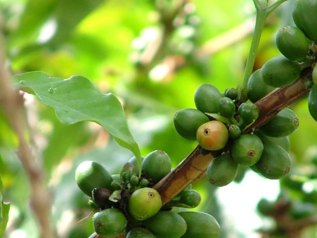 Il riscaldamento globale potrebbe far scomparire le piante di caffè Arabica entro 70 anni - Focus.it