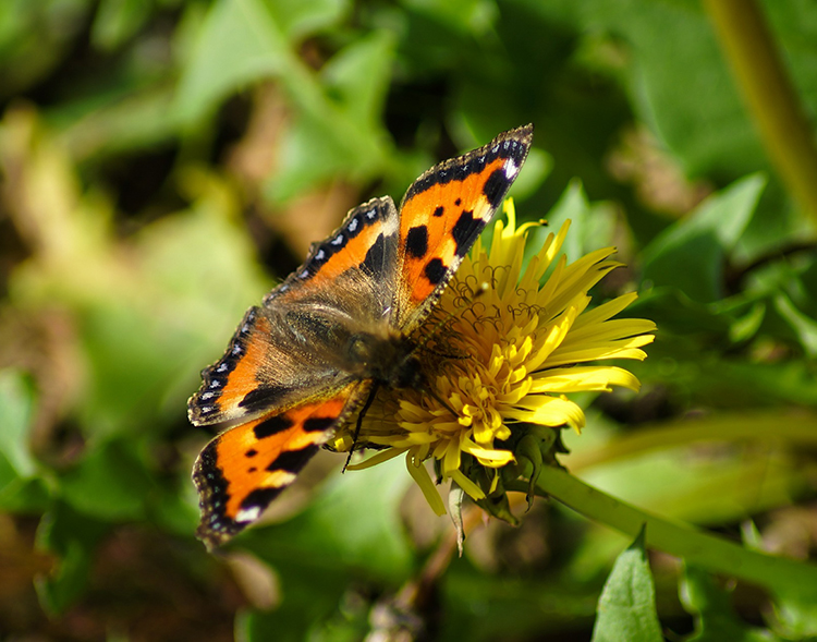 Butterflies struggle during cool 2015 summer | Centre for Ecology & Hydrology