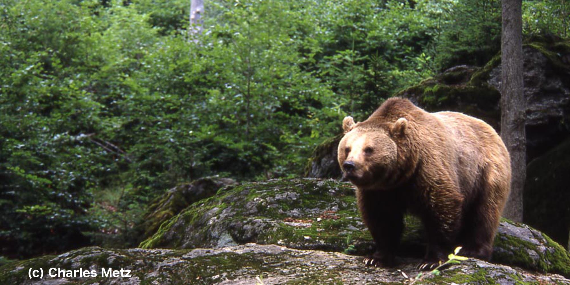Bilan ours : du mieux dans les Pyrénées centrales, impasse dans les Pyrénées occidentales, l'État doit s'engager | France Nature Environnement