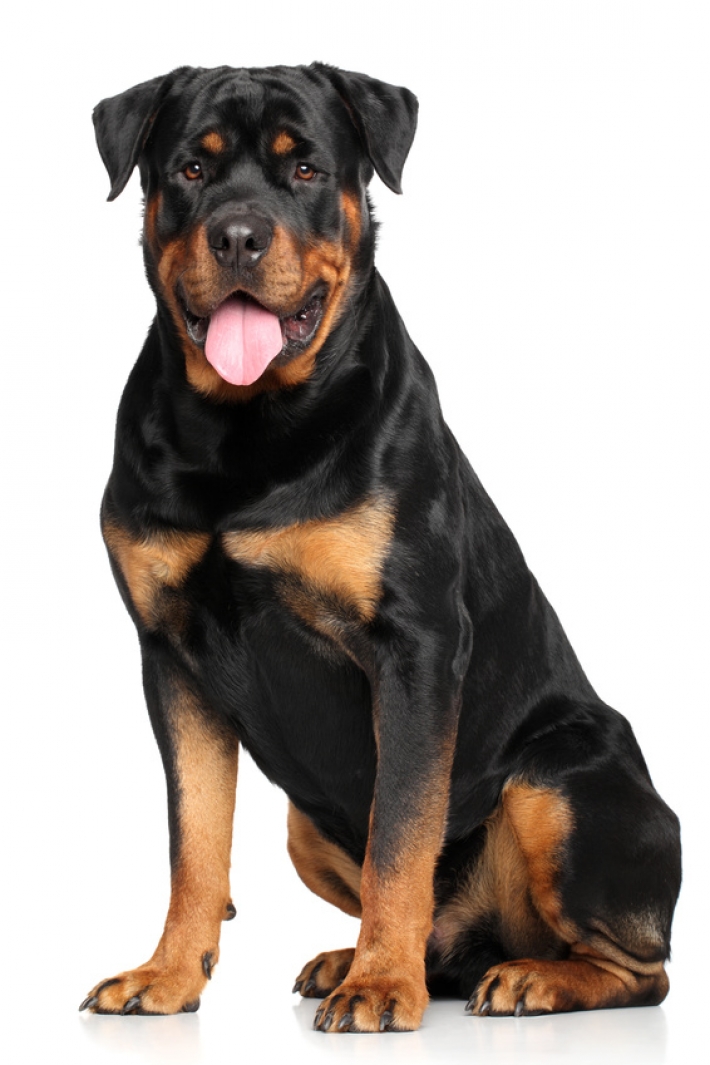 Rottweiler : caractère, éducation, santé, entretien