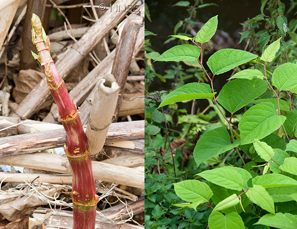 New Japanese Knotweed alert service highlights risk to property | Centre for Ecology & Hydrology