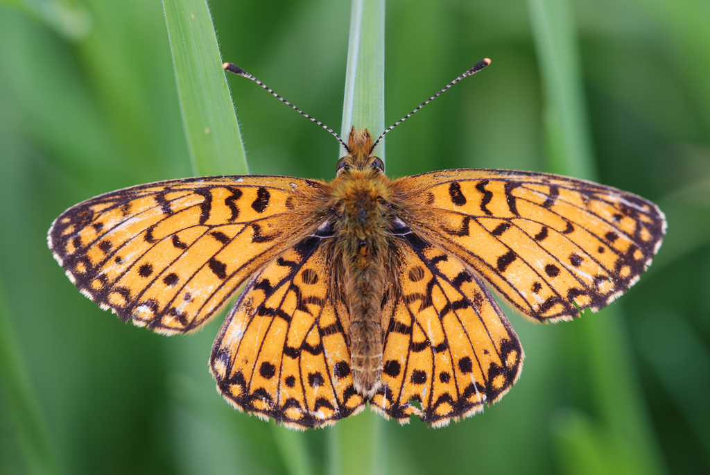 Birds and butterflies struggle with climate change | Centre for Ecology & Hydrology