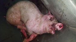 Un cochon trouvé vivant dans une poubelle d'élevage | Éthique et animaux