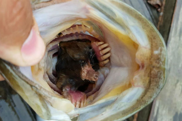 Lo strano caso del pesce mangia talpa - National Geographic