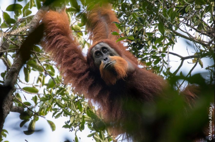 Scoperta una nuova specie di orangutan: è la più antica e la più a rischio estinzione (VIDEO E FOTOGALLERY) - Greenreport: economia ecologica e sviluppo sostenibile