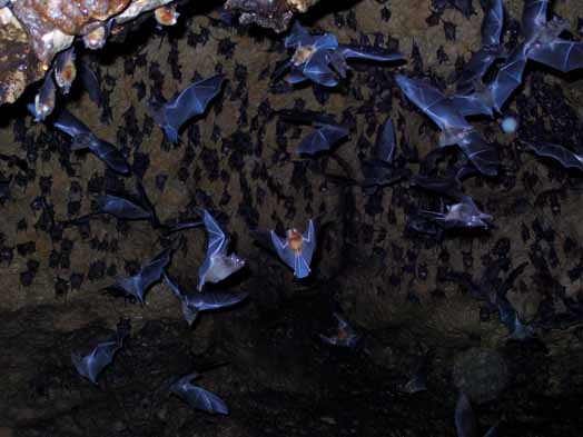 Bats - Not Just for Halloween | Ecology Global Network