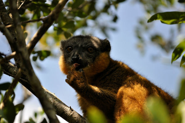 E' nella frutta il segreto dei lemuri del Madagascar - National Geographic