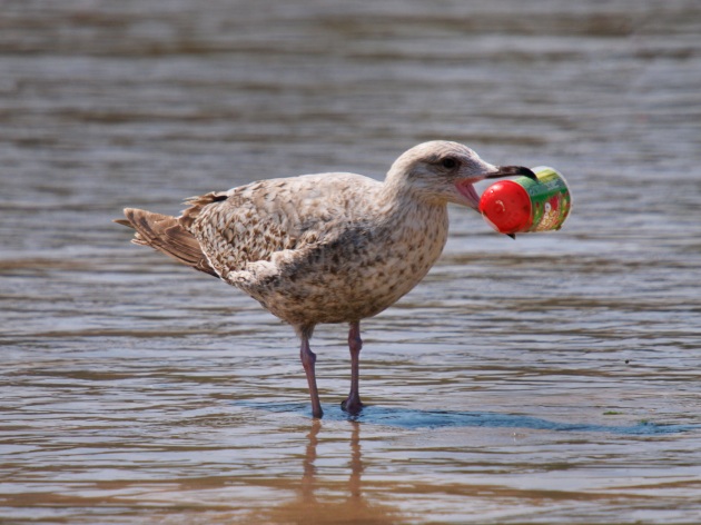 Ecco perché gli uccelli marini inghiottono plastica - Focus.it