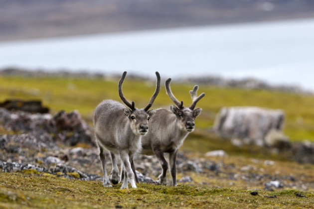 Rudolph e le altre renne frenano il global warming - Focus.it