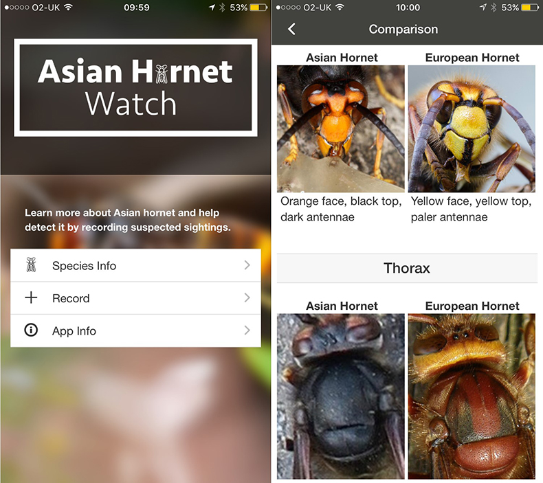 Asian hornet monitoring takes flight with new app developed by CEH scientists | Centre for Ecology & Hydrology
