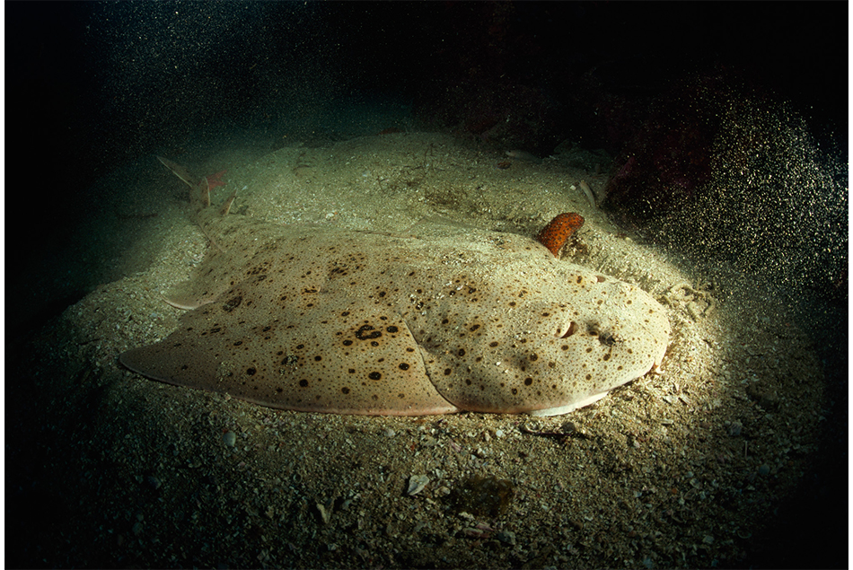 Foto L'ABC degli squali  - 1 di 29 - National Geographic