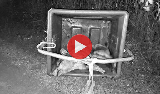 Un cochon trouvé vivant dans une poubelle d'élevage | Éthique et animaux