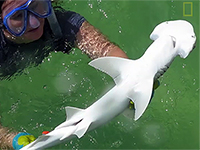 Il mistero dello squalo mangia alghe - National Geographic