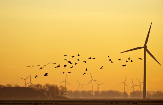 Le pale eoliche sono davvero pericolose per gli uccelli? - Focus.it