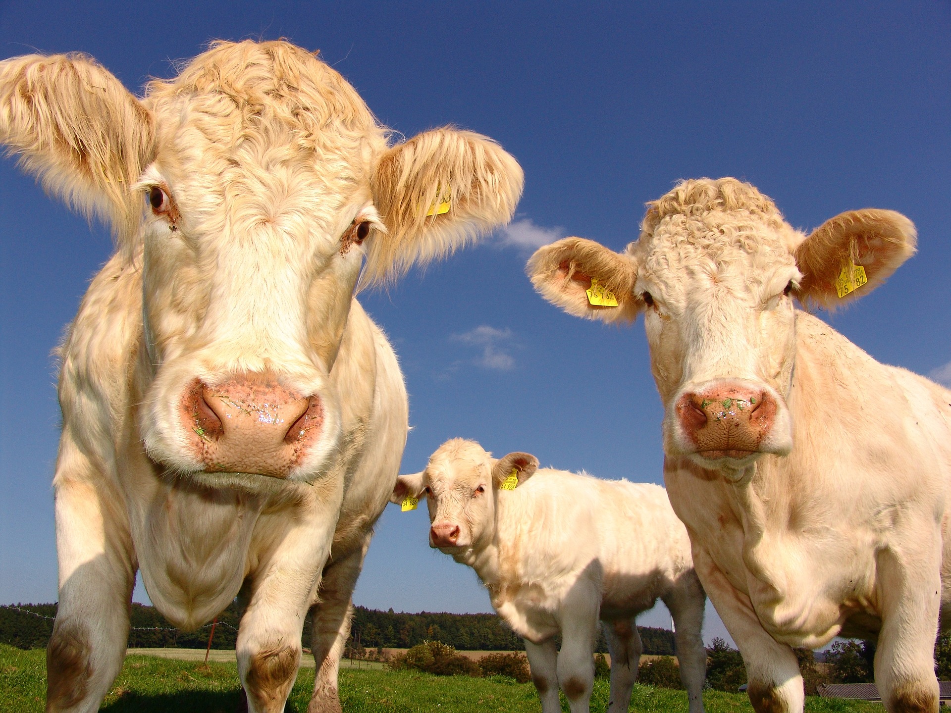 Interbev, FNE, la fondation Nicolas Hulot, Green cross et le WWF France présentent leur publication commune « Élevage bovin allaitant français et climat » | France Nature Environnement