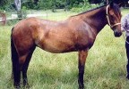 Chickasaw - Florida Cracker Horse - Hippologie.fr