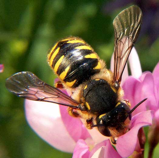 Common Crop Chemical Leaves Bees Susceptible to Deadly Viruses | Ecology Global Network