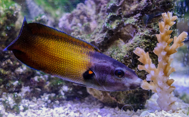 Come fanno i pesci a mangiare i coralli? #Sapevatelo - National Geographic