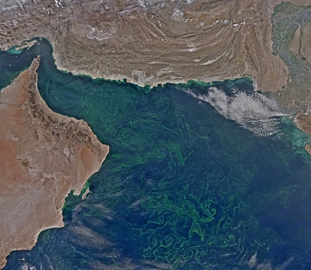 Un'inquietante fioritura d'alghe nel Mare Arabico - Focus.it