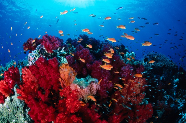 Corallo sintetico per pulire gli oceani - Focus.it